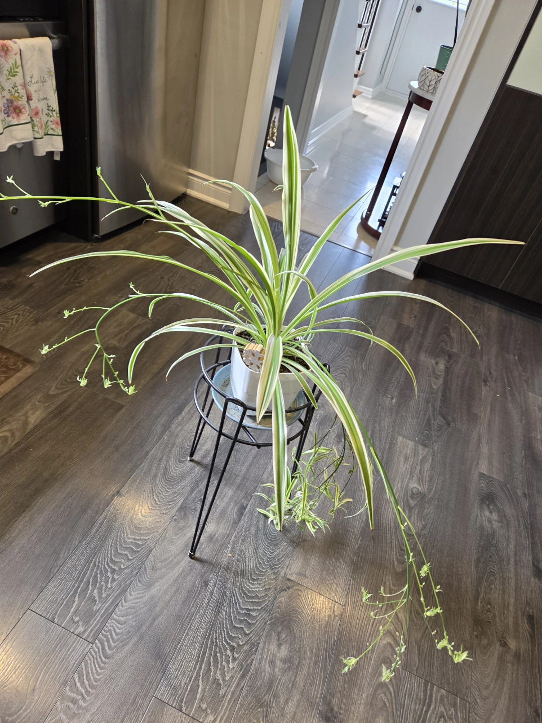 Variegated Spider Plant - photo 3