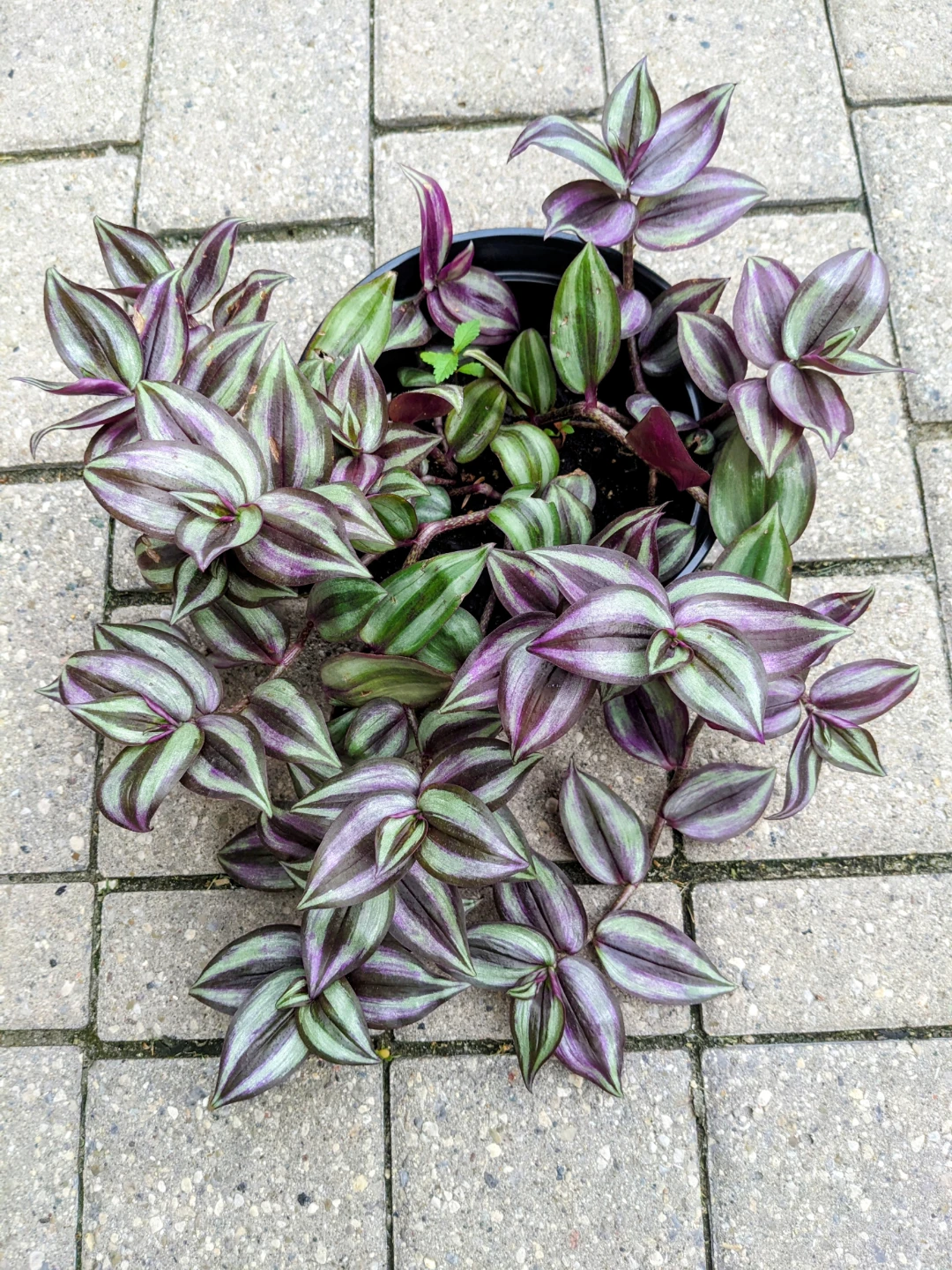ASSORTED INDOOR/HOUSEPLANT - photo 5