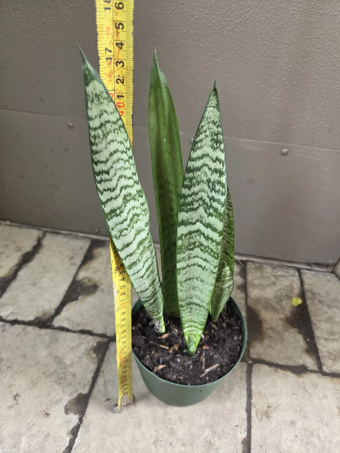 Snake Plant
