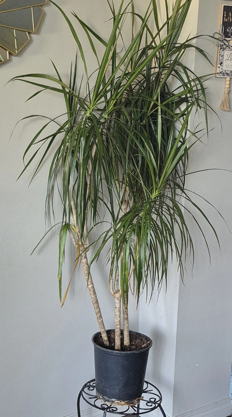 Dracaena Plant - photo 2