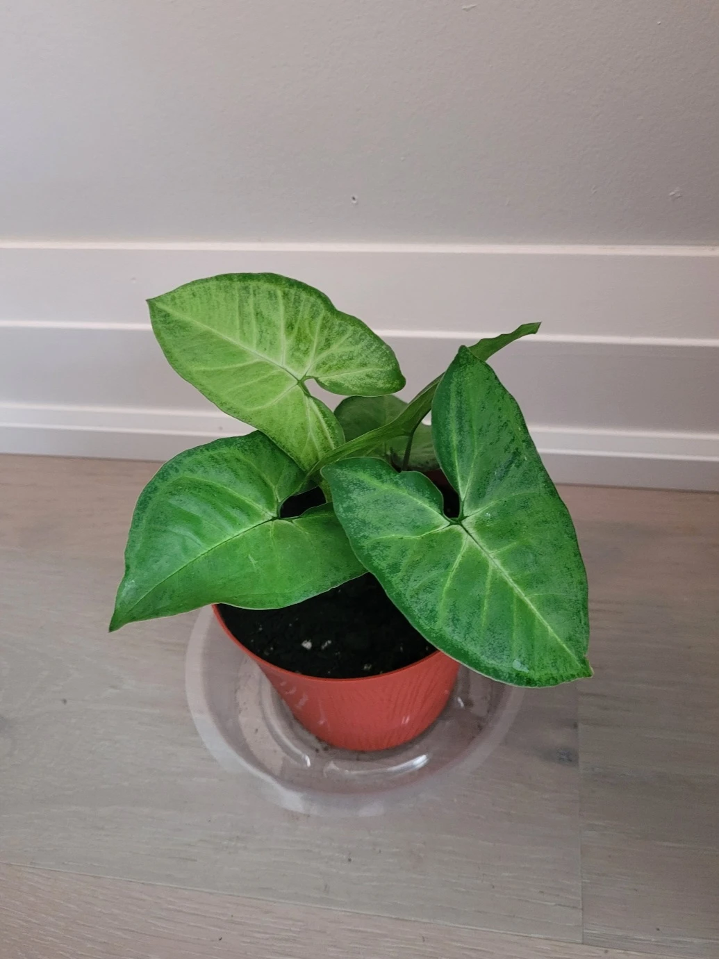 ArrowHead Plant