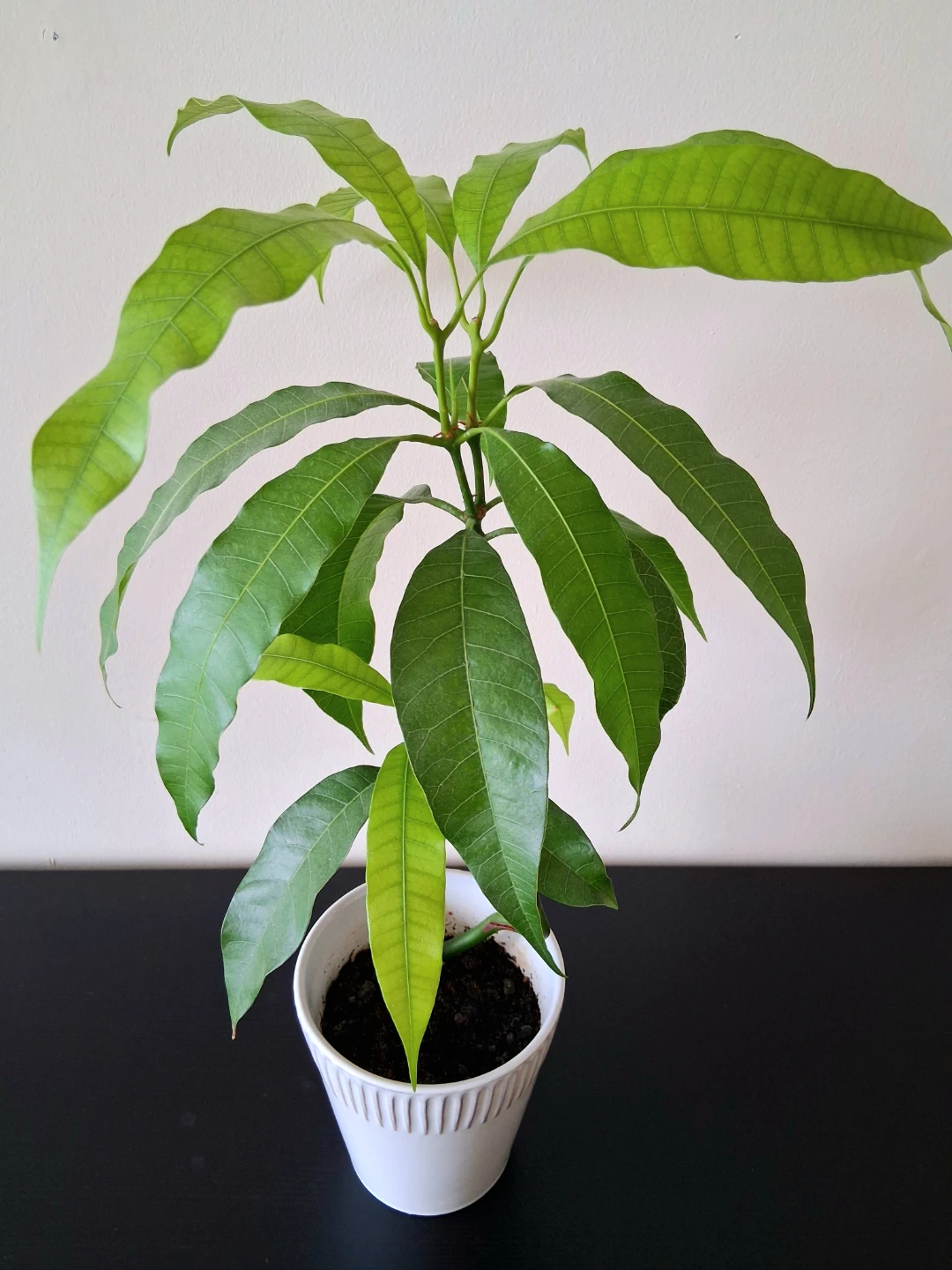 🌱 Mango Plant in Ceramic Pot 🥭 - photo 2