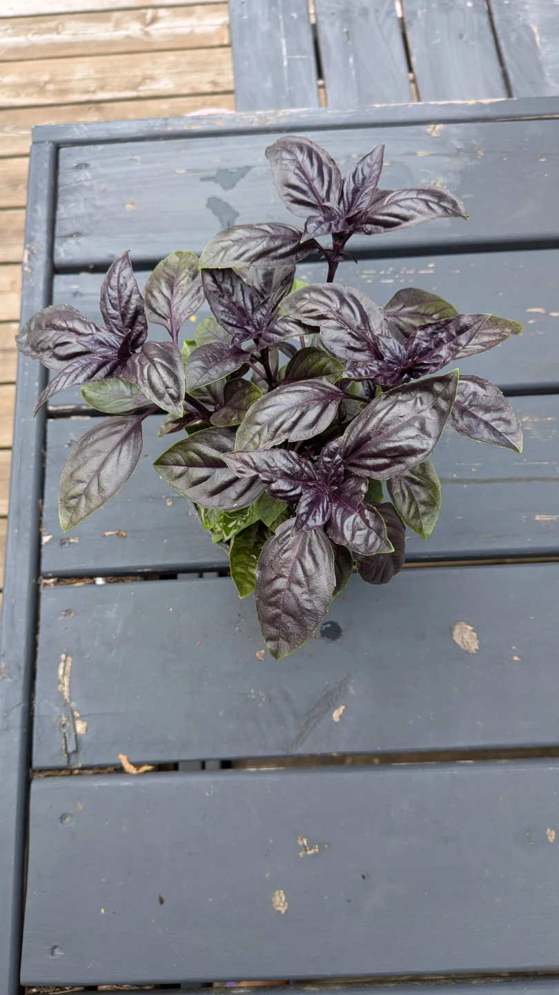 Purple Basil - photo 2