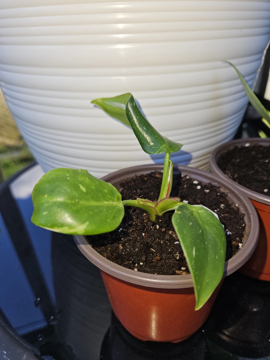 🪴 House Plants 🪴 - photo 4