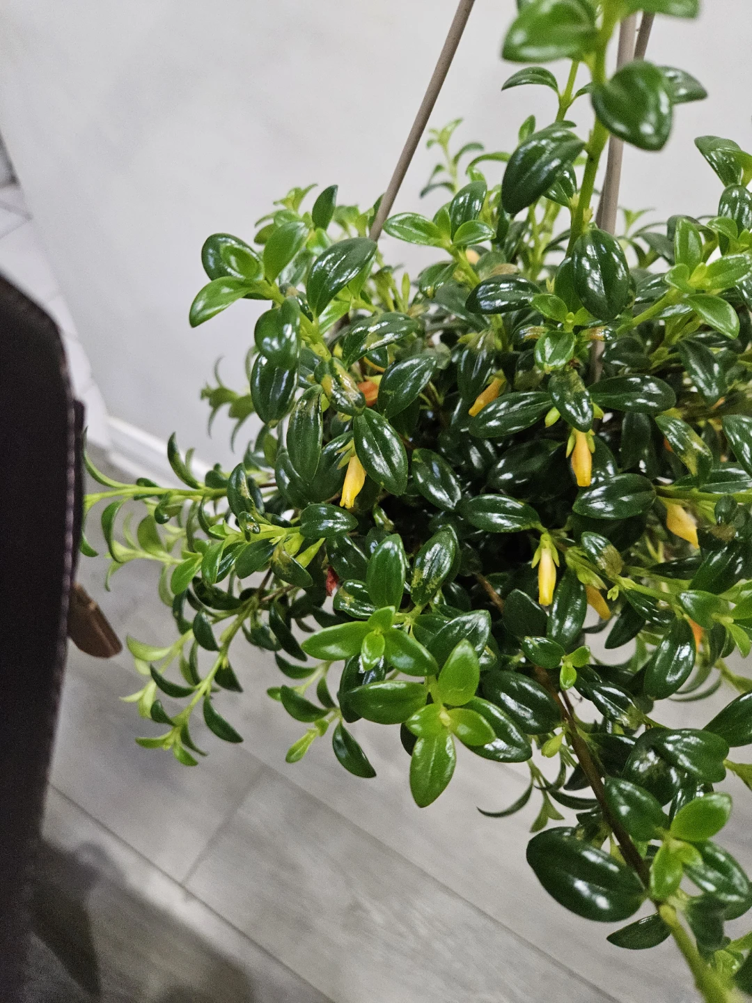 Gold fish Hanging Plant - photo 2
