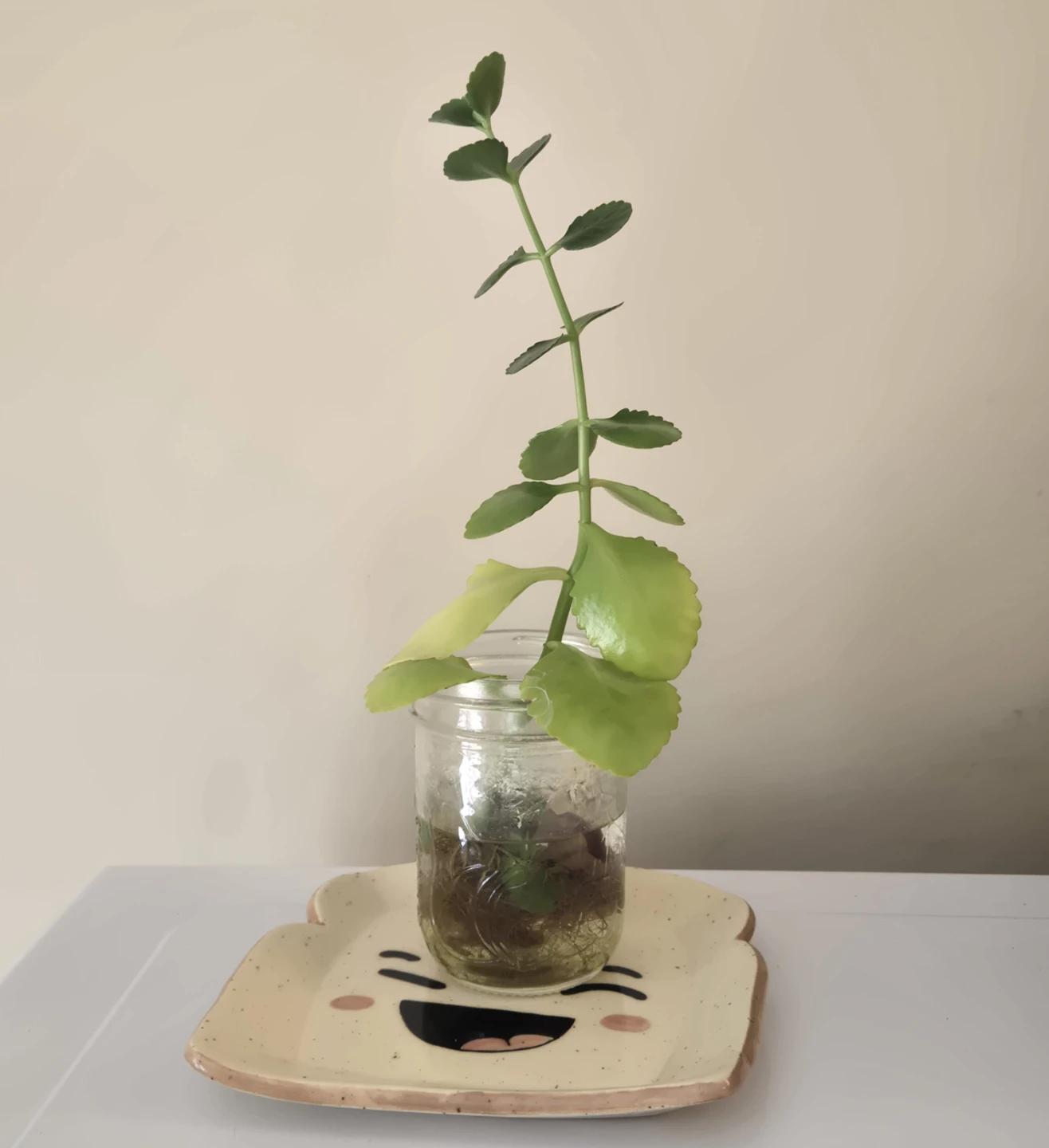 FREE - White Kalanchoe clipping (fully rooted)