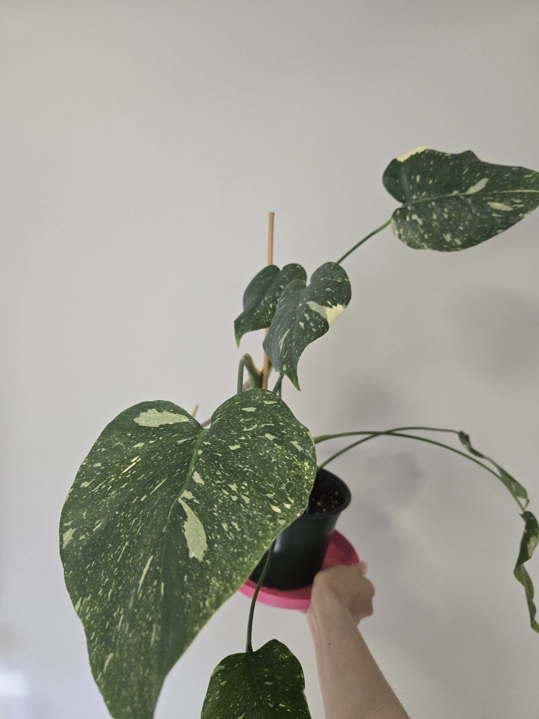 Monstera Thai Constellation in 6"pot