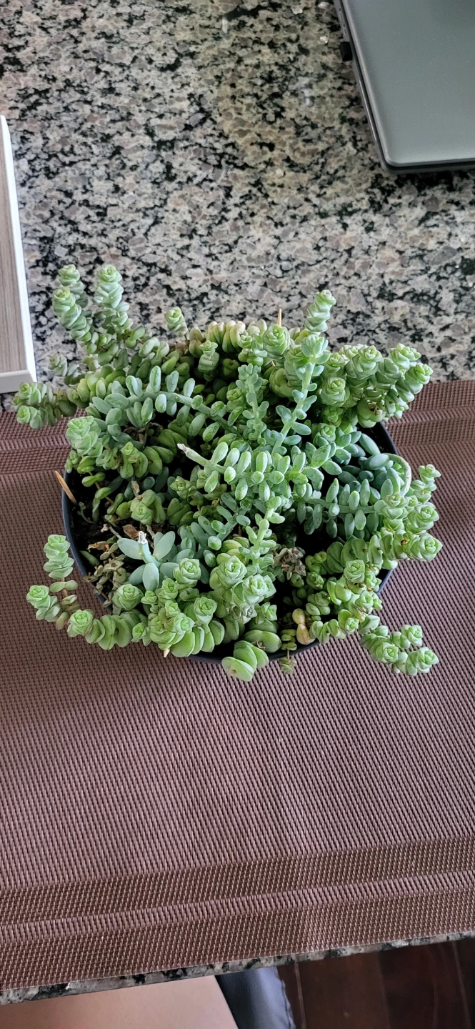 Crassula marinela  & Burro's Tails - photo 3