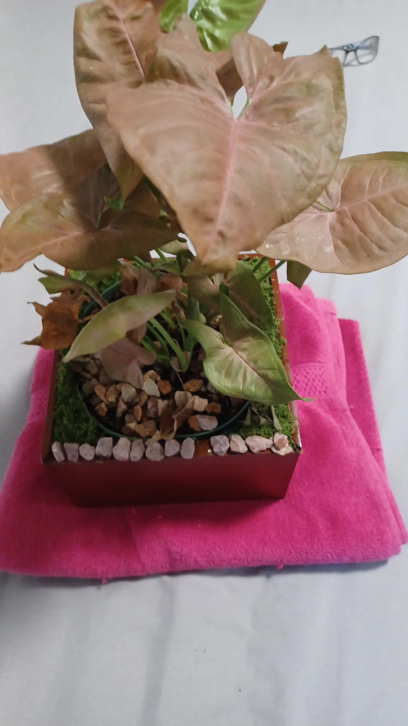 Syngonium