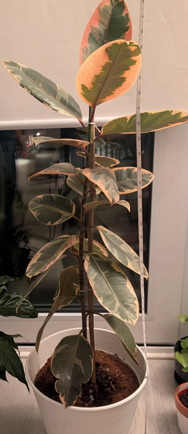 Tall Ficus Elastica Tineke Rubber Plant - photo 3