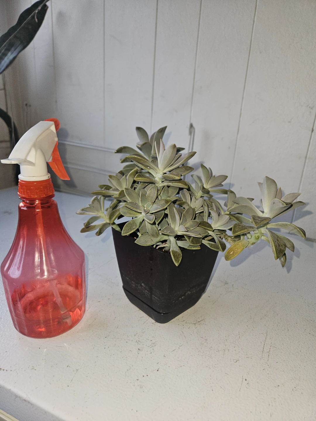 Succulent Plant in Black Pot