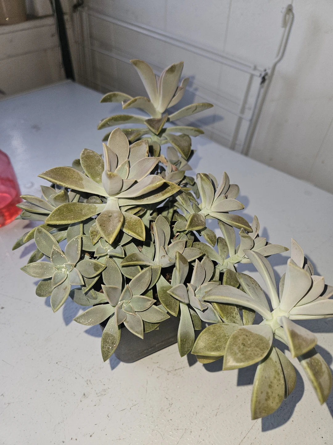Succulent Plant in Black Pot - photo 2