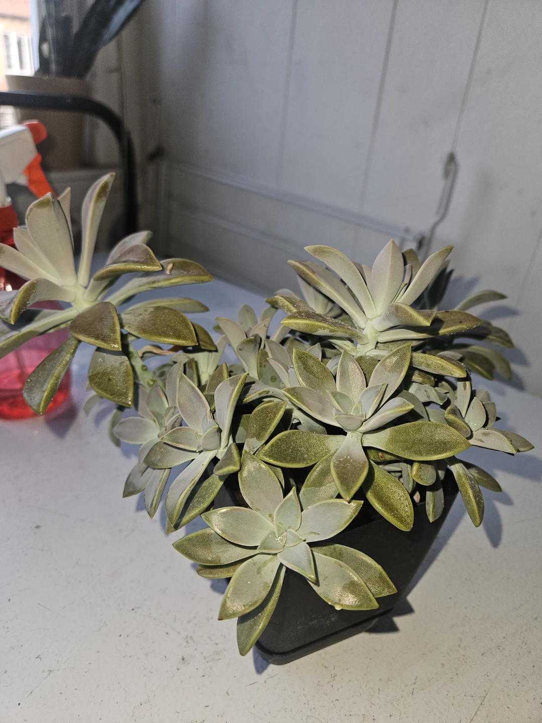 Succulent Plant in Black Pot - photo 3