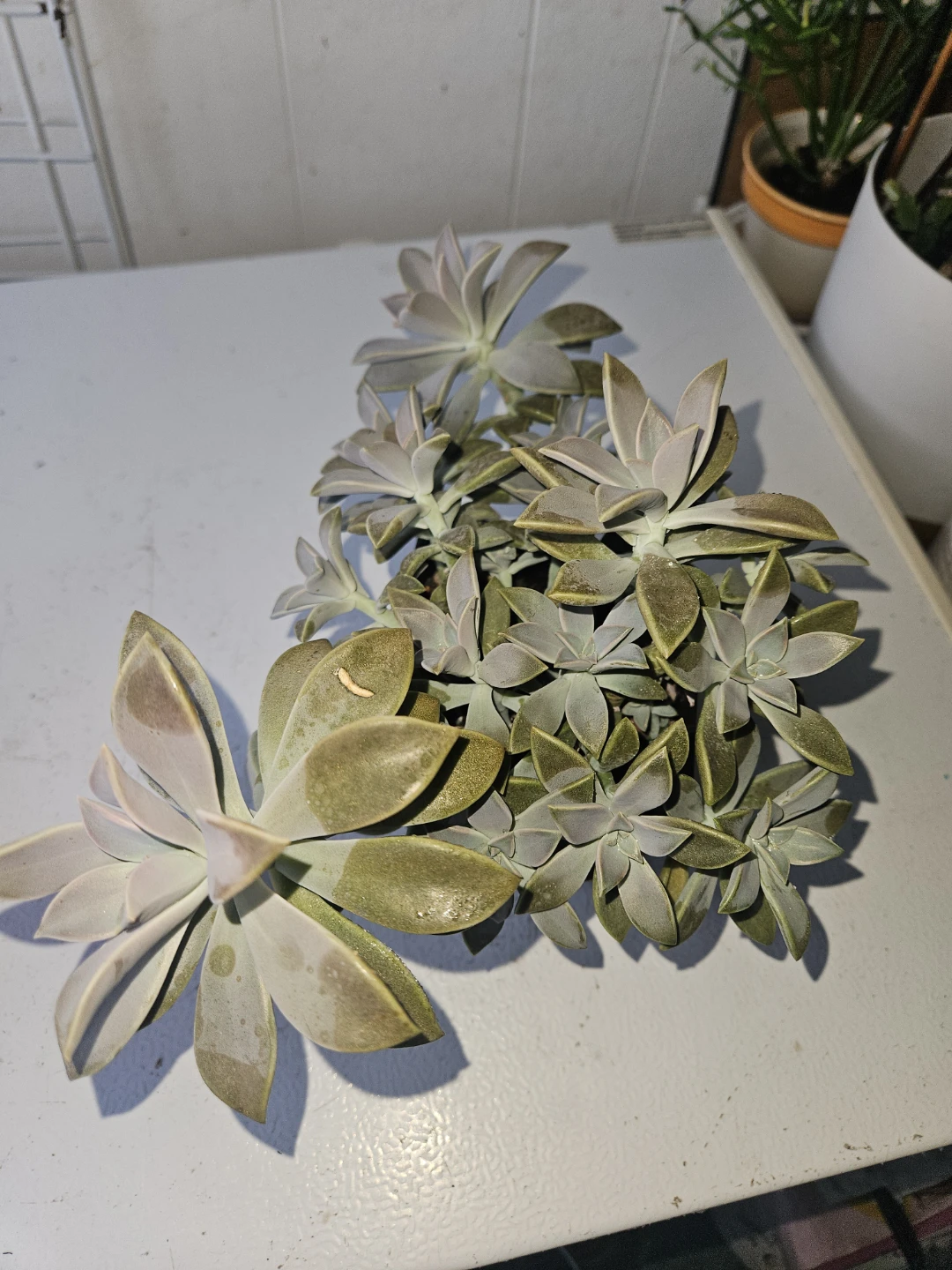 Succulent Plant in Black Pot - photo 4