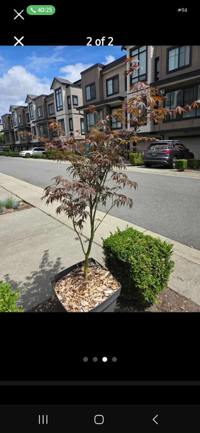 Japanese Maple Tree in Pot - photo 2