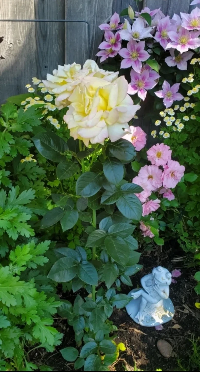 Cherry Parfait, Grandiflora Rose