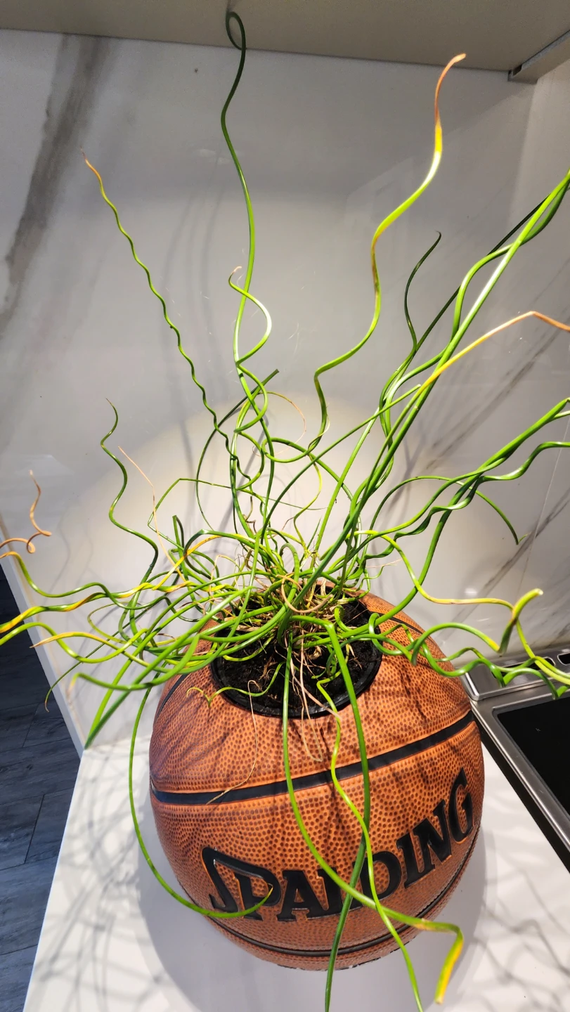 Upcycled basketball planter with plant - photo 2