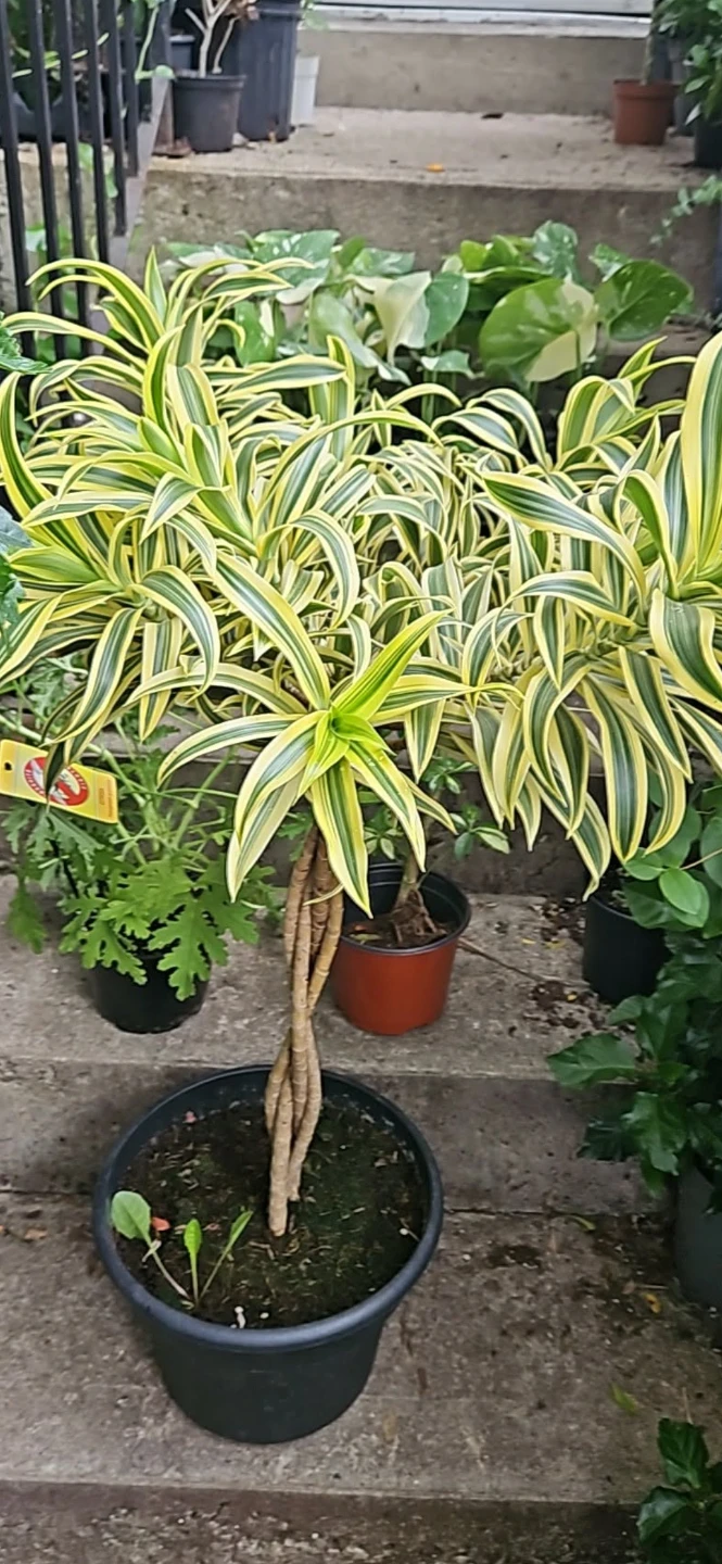 Variegated Dracaena Plant