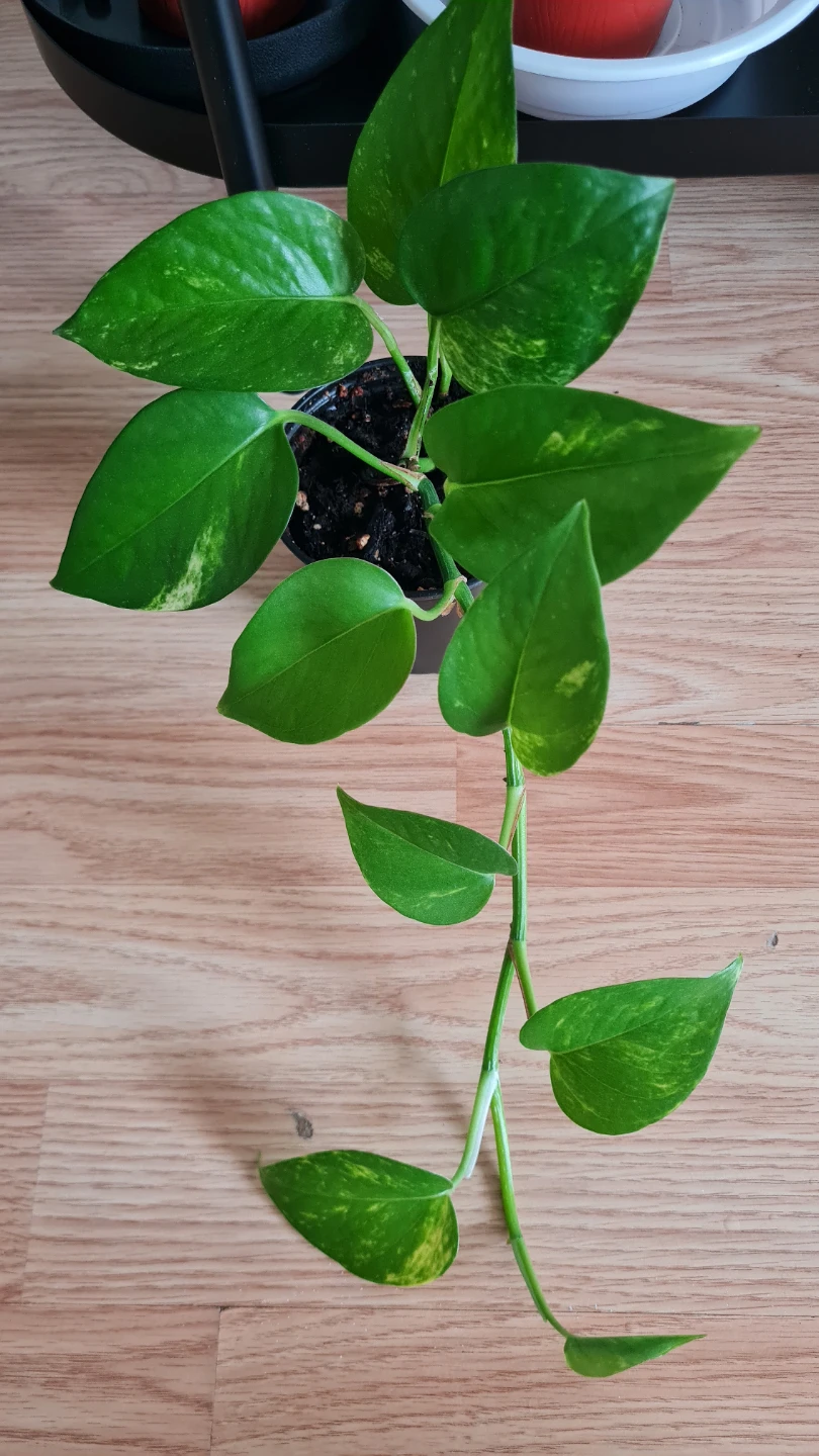 Healthy Rooted Golden Pothos! Easy Care Houseplant