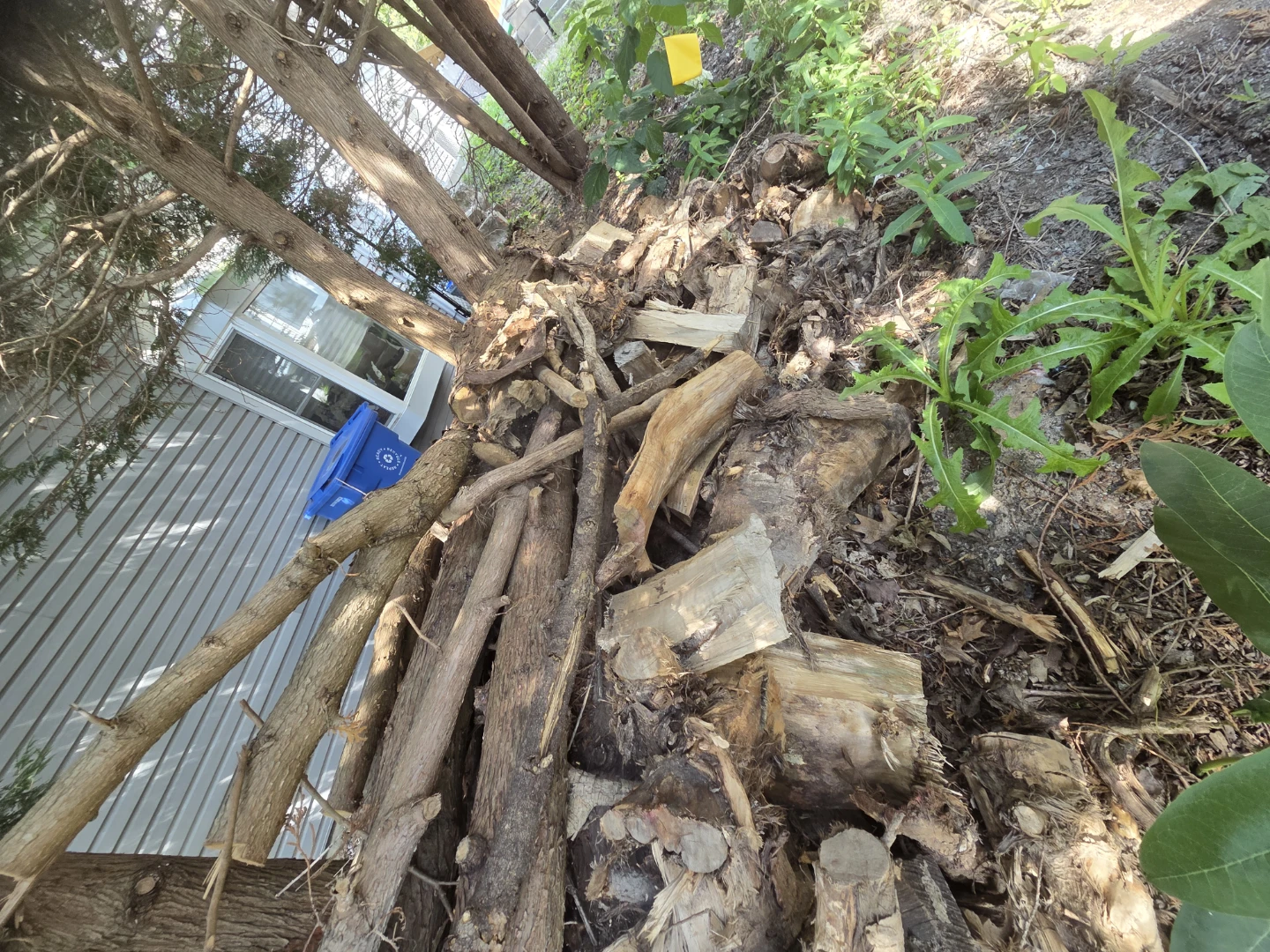 Pile of Firewood