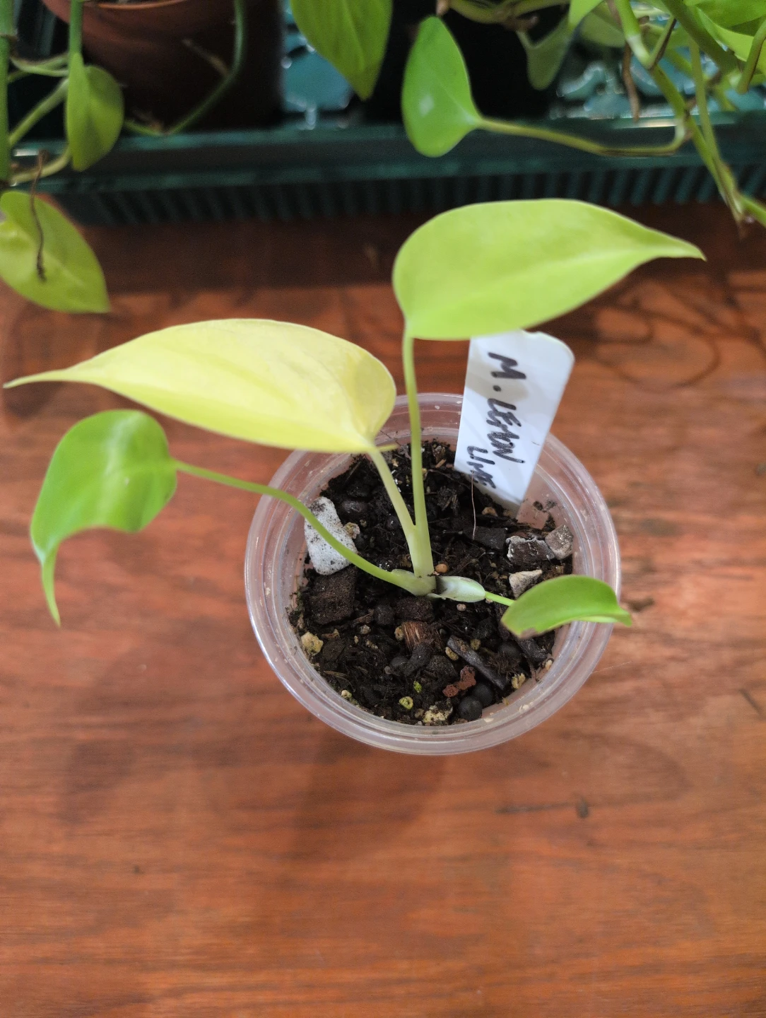 Monstera Lemon Lime plant