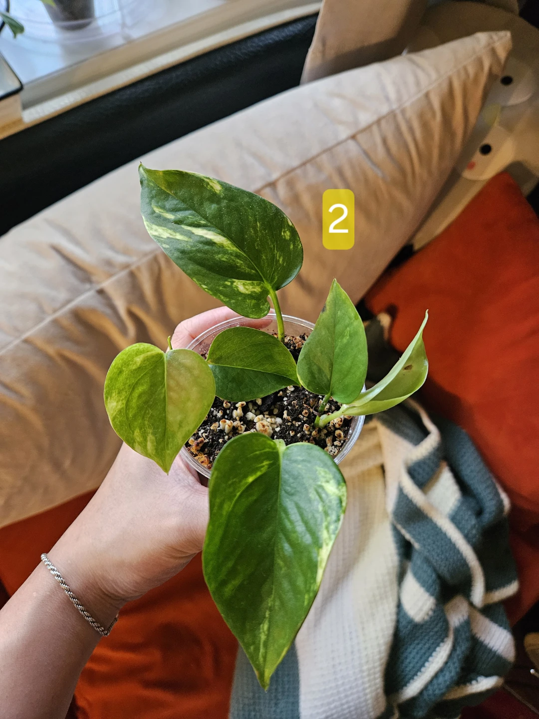 Air Purifying Pothos Plant - photo 2