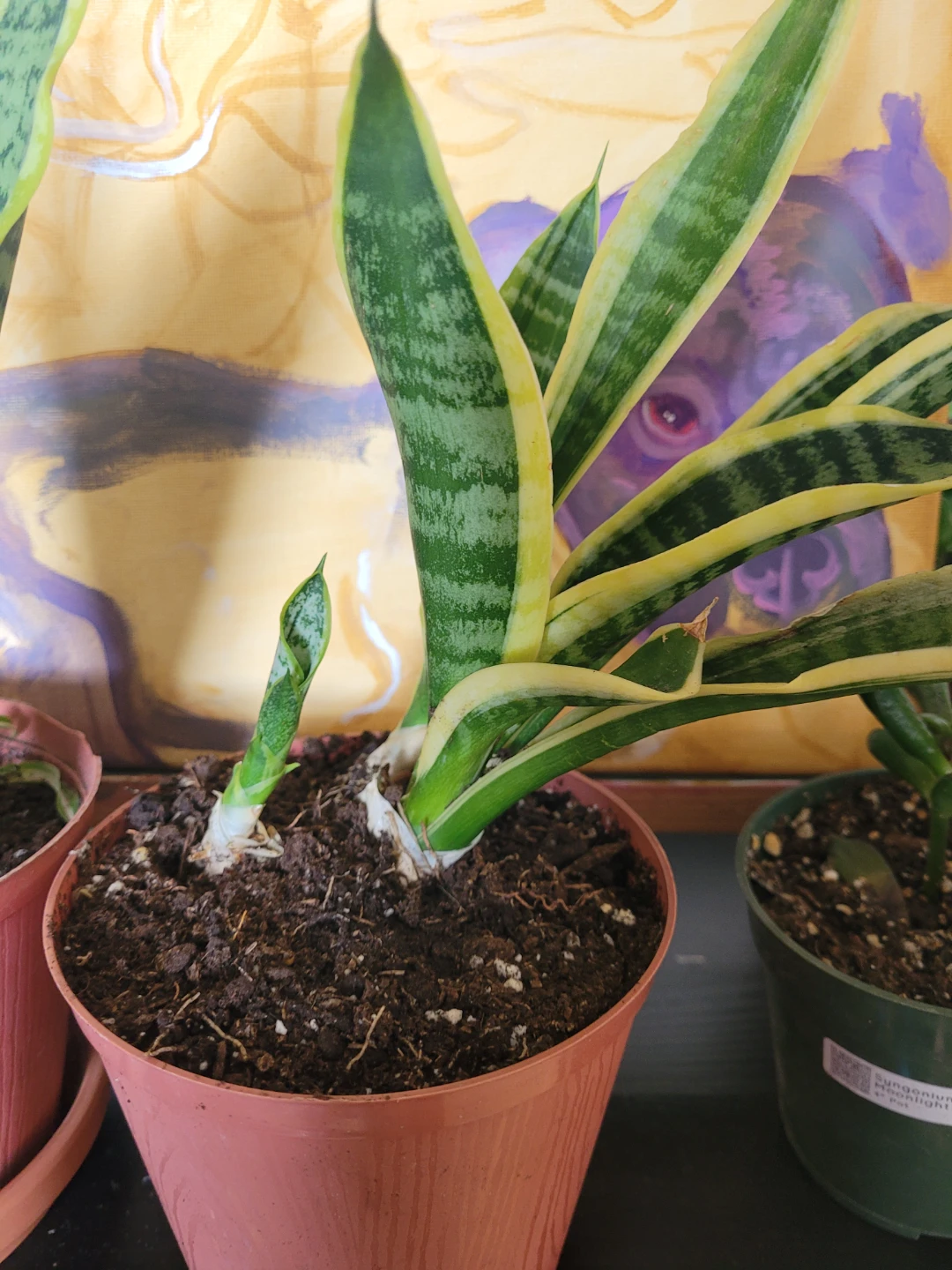 Snake Plant with Pups - photo 2