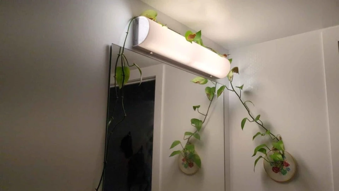 Long trailing jade pothos - photo 3