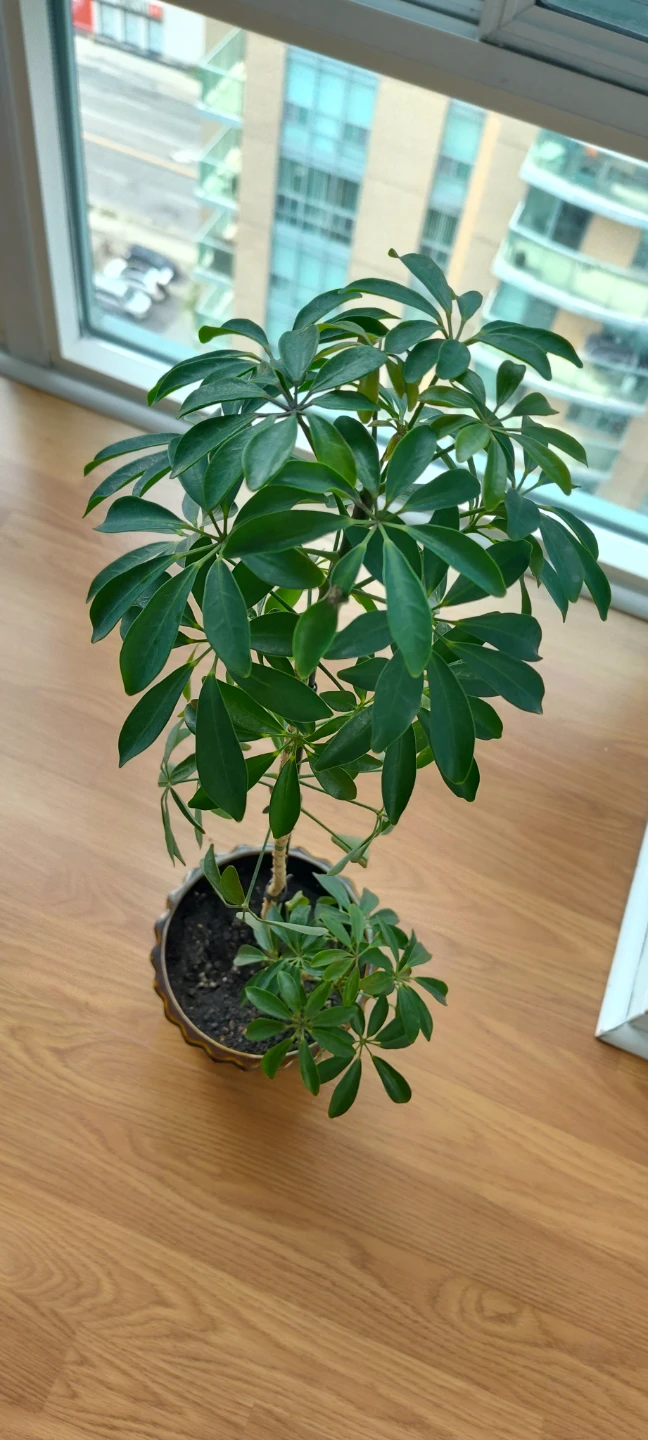 Schefflera Plant (Umbrella Plant) - 65 cm in Height