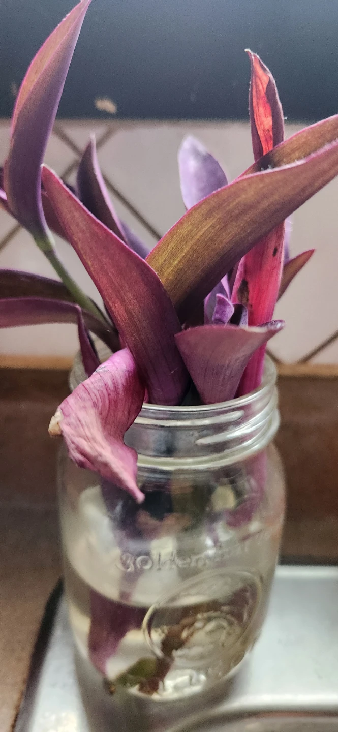 Purple Heart Plant Cutting in Jar