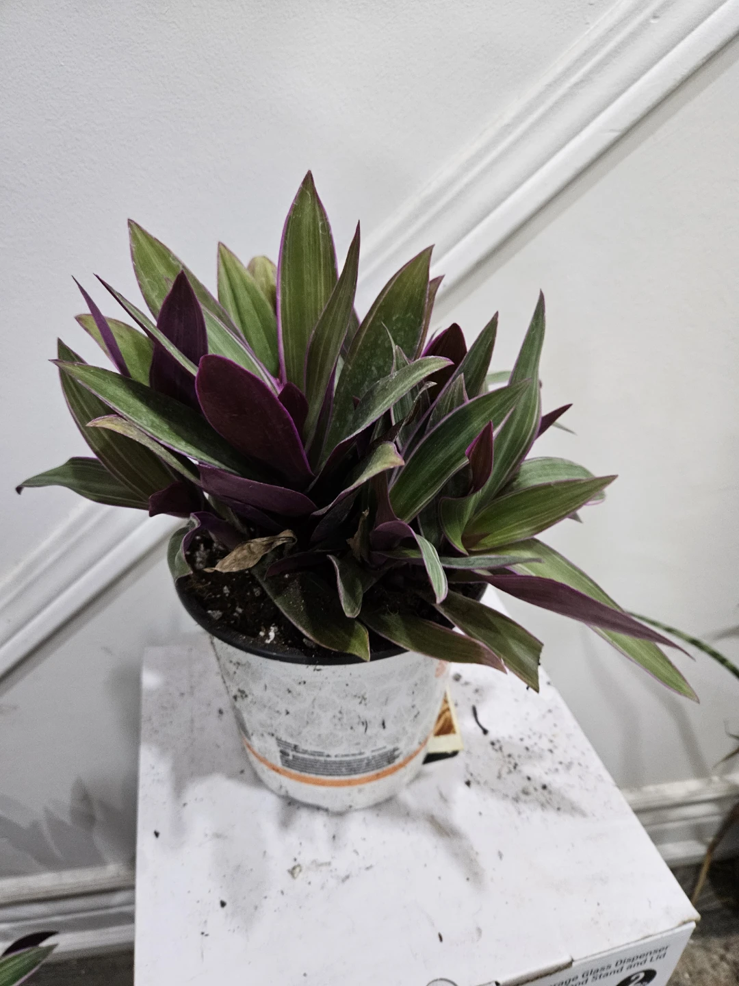 Tradescantia Spathacea (Moses-in-the-Cradle) Plant