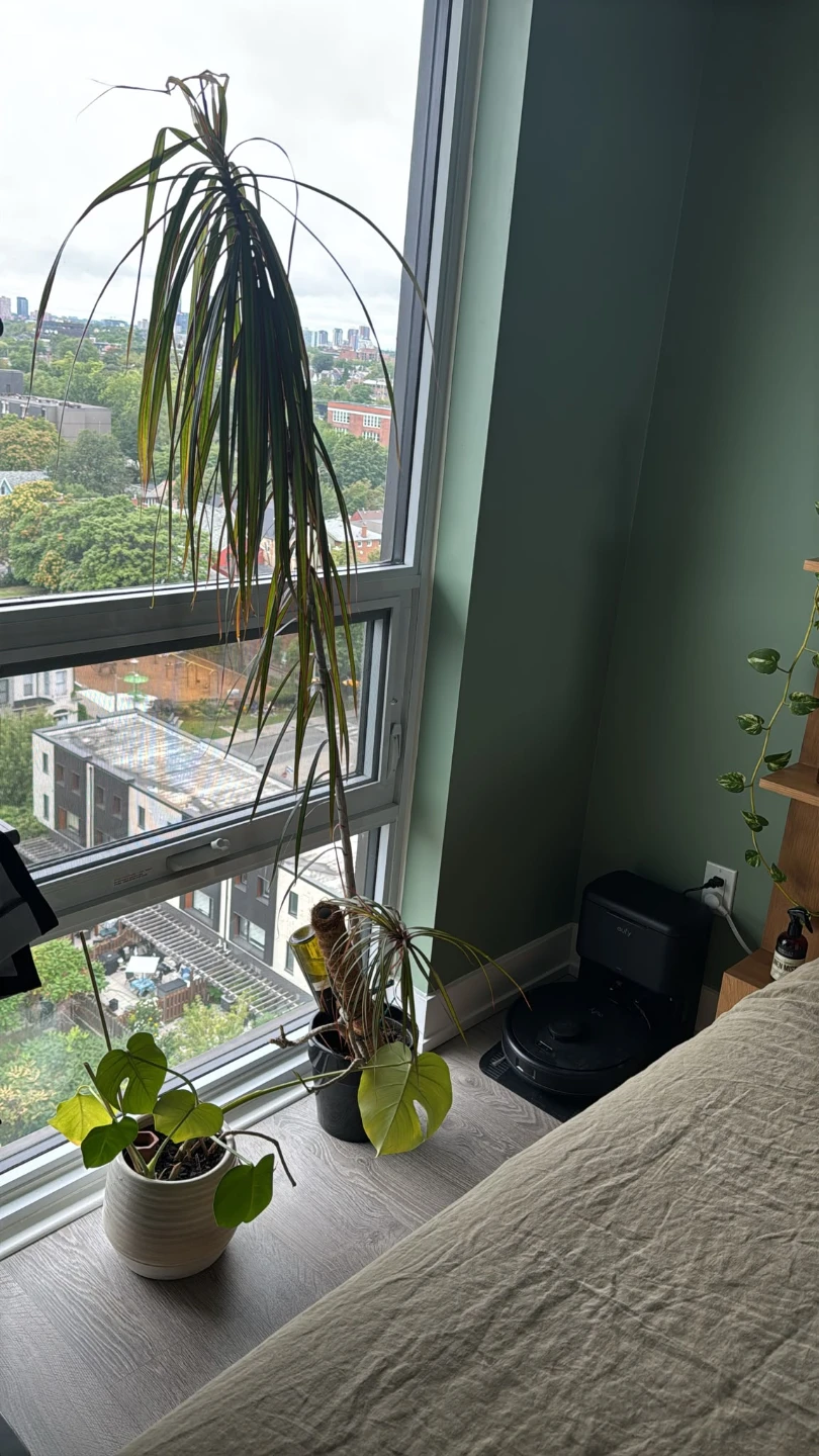 Tall plant for free