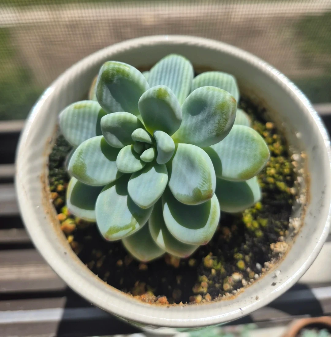 Succulent Plant in Starbucks Mug - photo 2