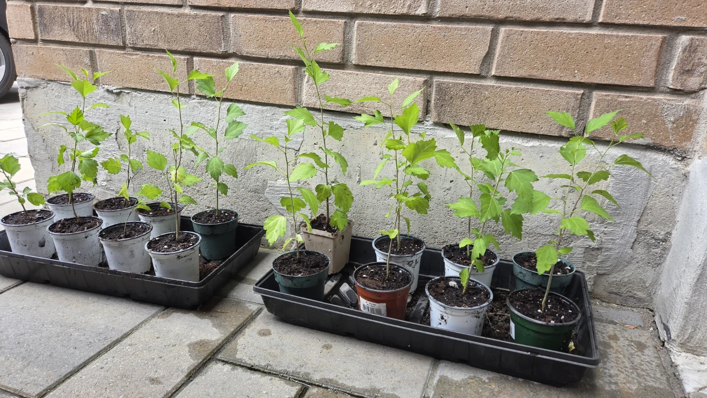 Rose of Sharon Plantlings, $5 each pot - photo 2