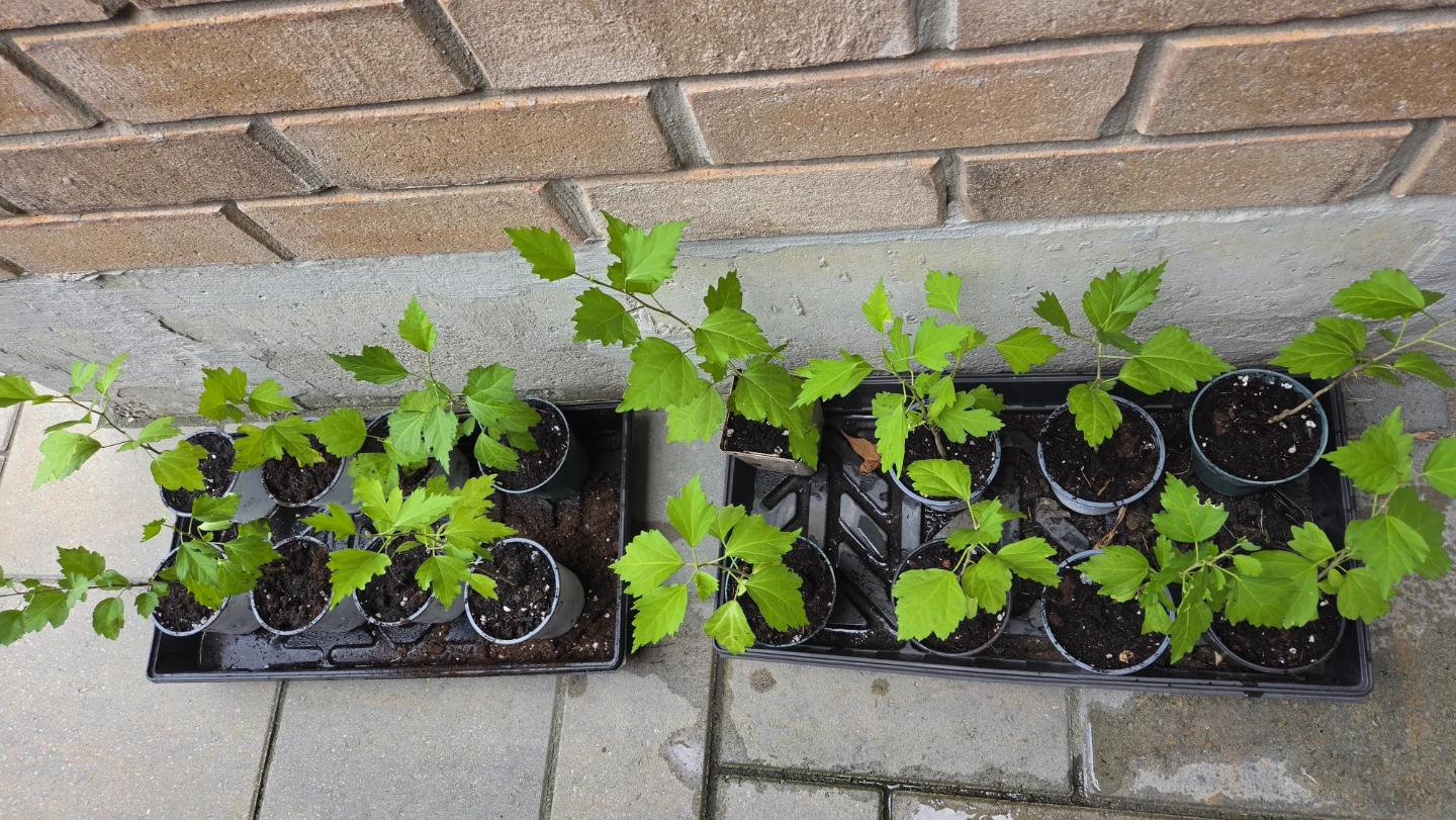 Rose of Sharon Plantlings, $5 each pot - photo 3