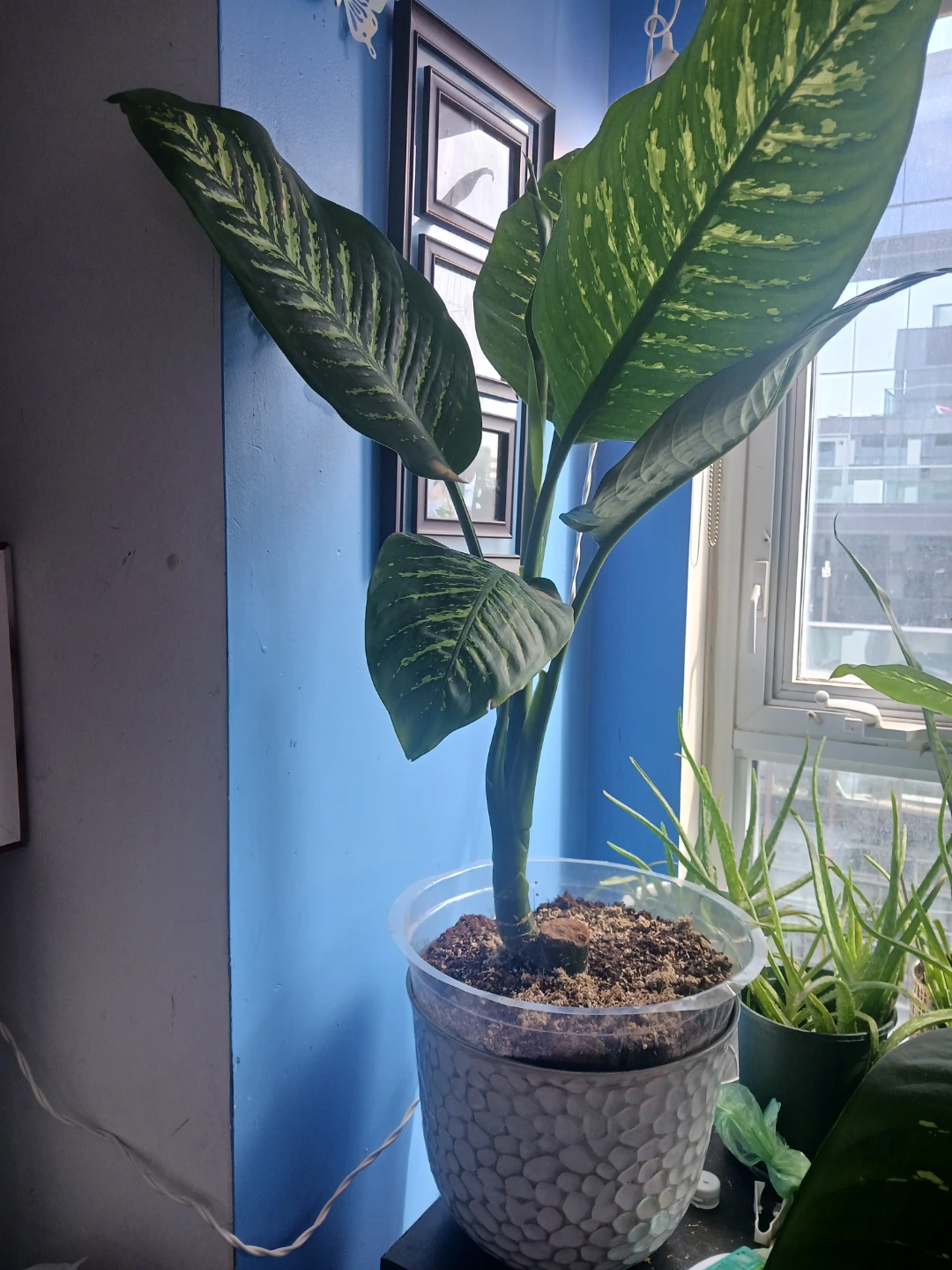 Large Potted Dumb Cane Plant