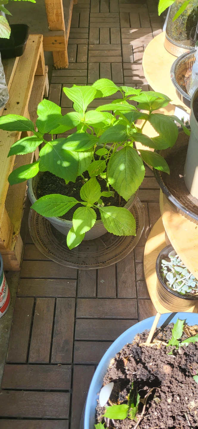 Shiso / Perilla / Kkaenip Plant/ Korean sesame