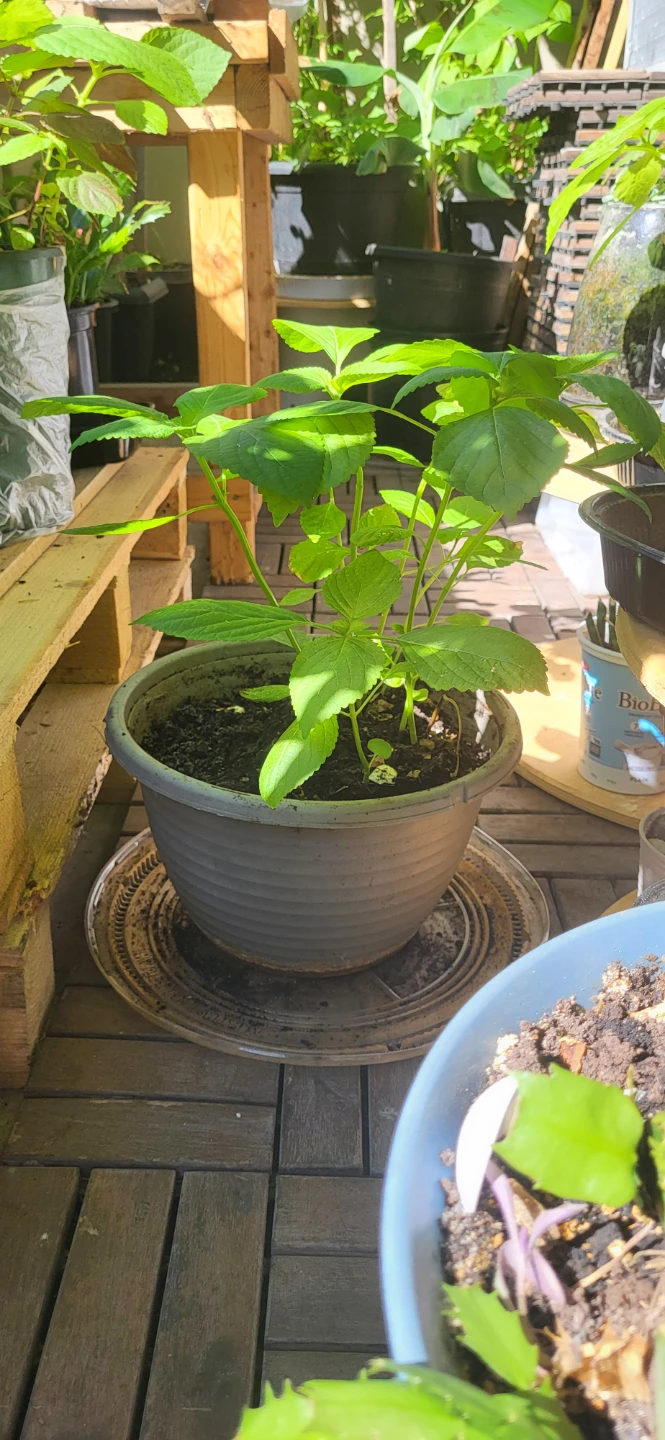 Shiso / Perilla / Kkaenip Plant/ Korean sesame - photo 2