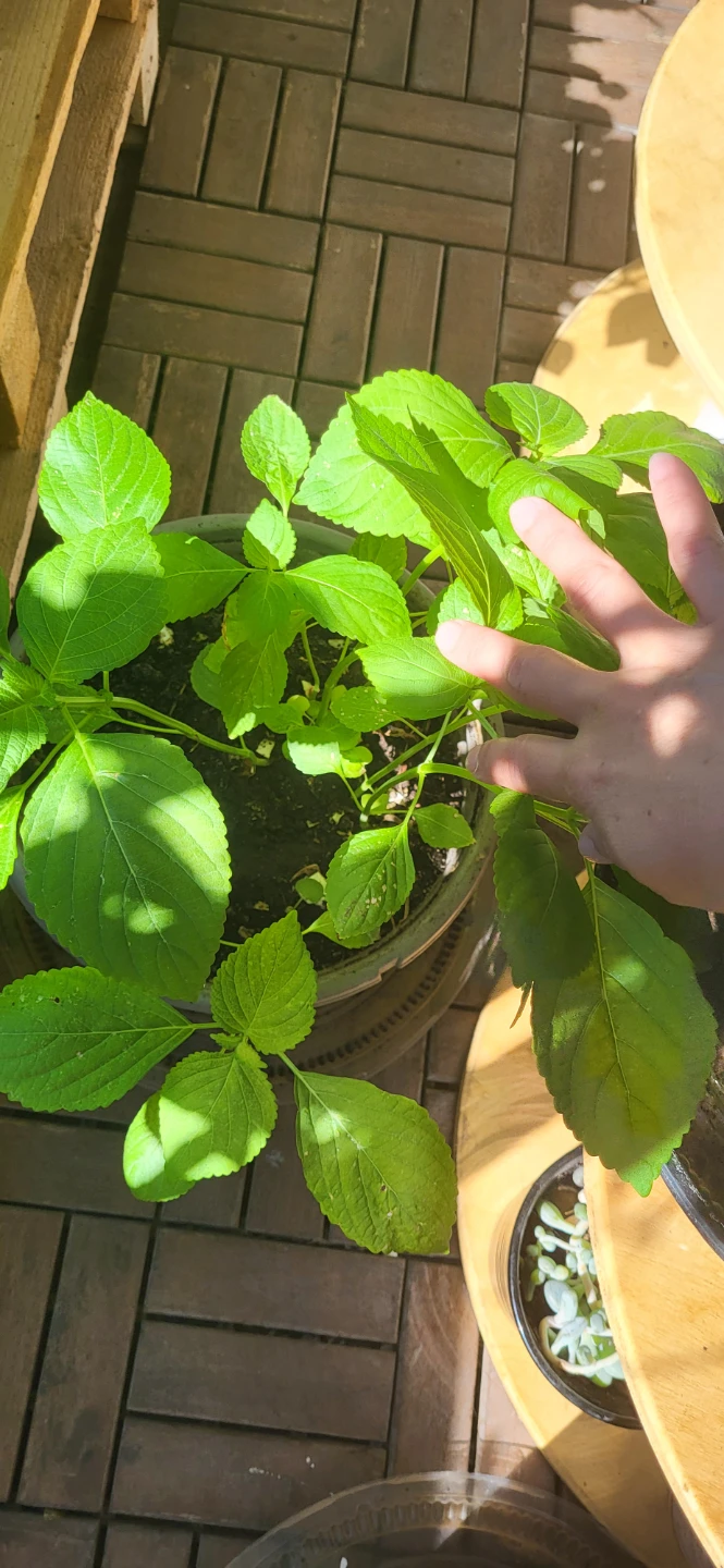 Shiso / Perilla / Kkaenip Plant/ Korean sesame - photo 3