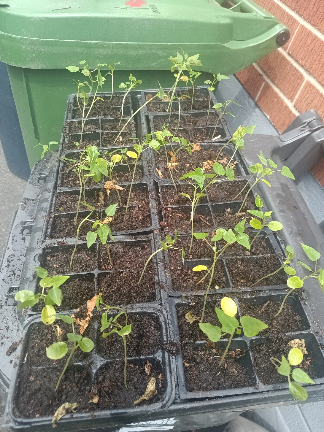 Papaya seedlings plants - photo 2