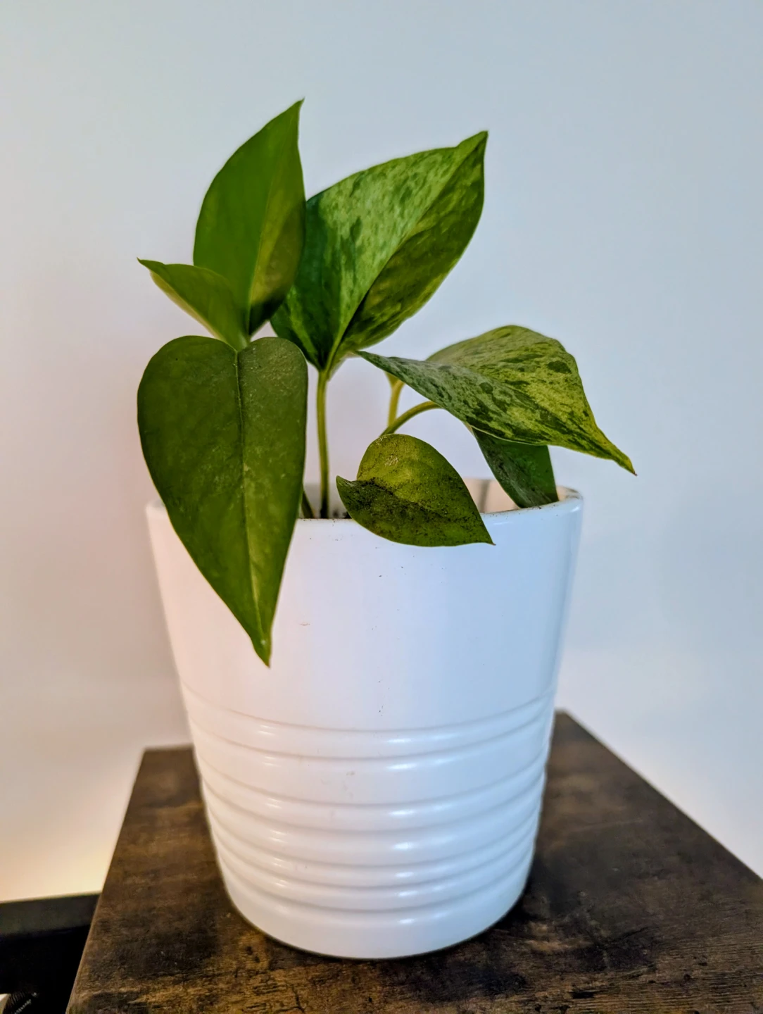 Two Pothos Plant in White Pot - photo 2