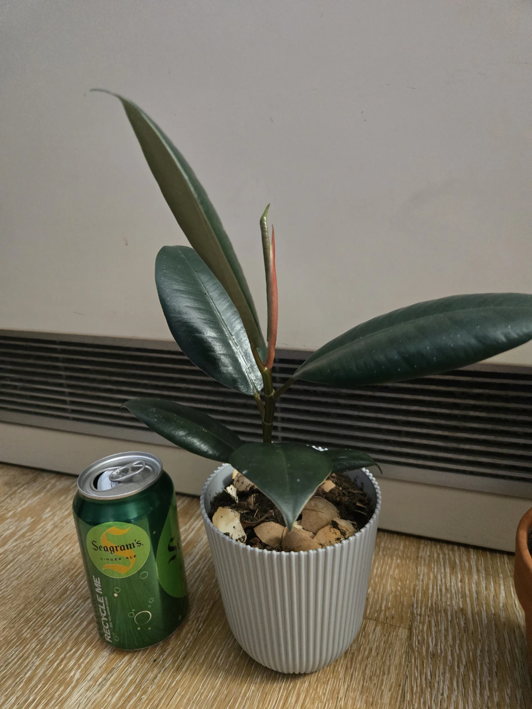 Rubber Plant Ficus Elastica