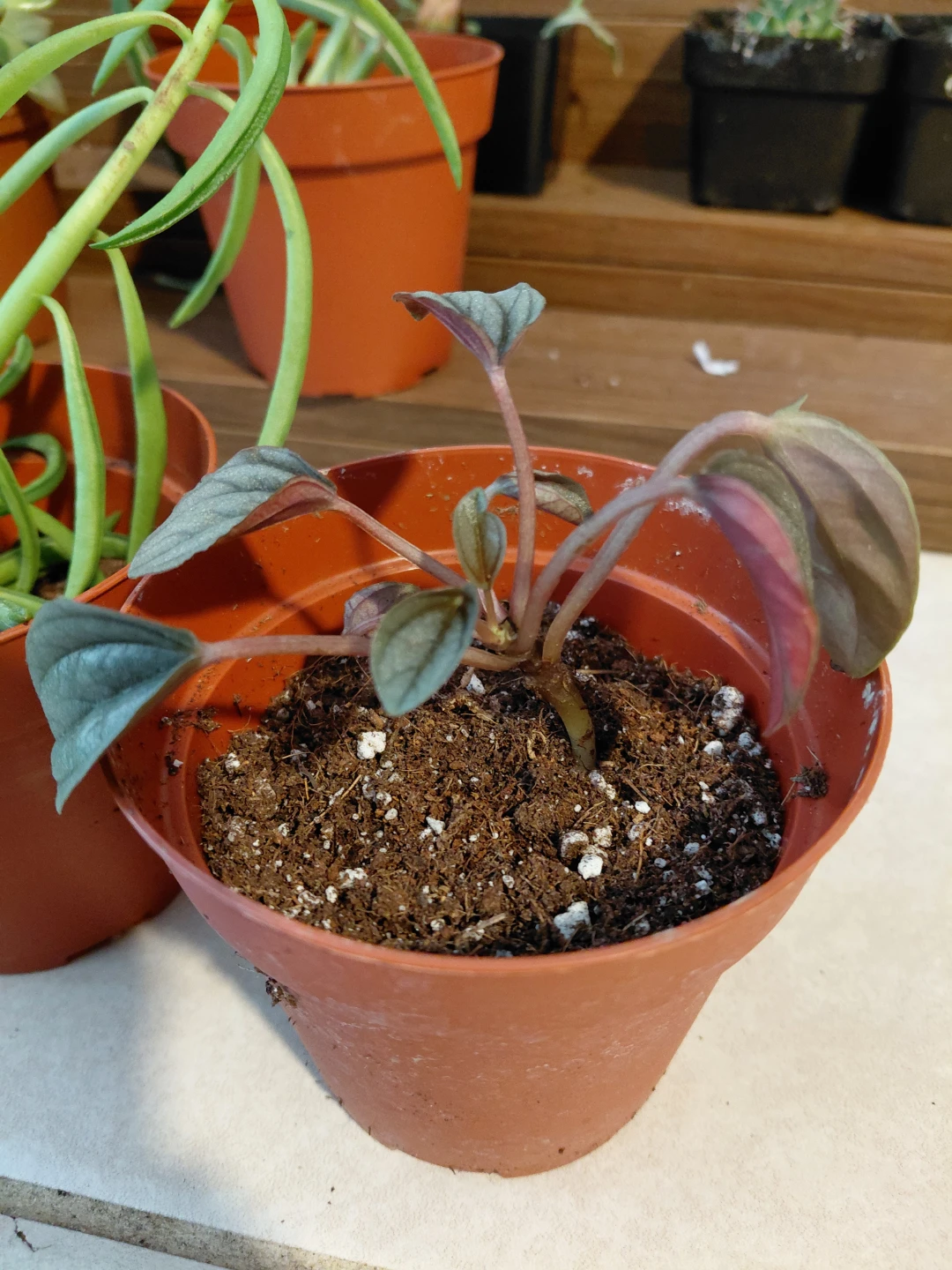 Peperomia Bundle - photo 4