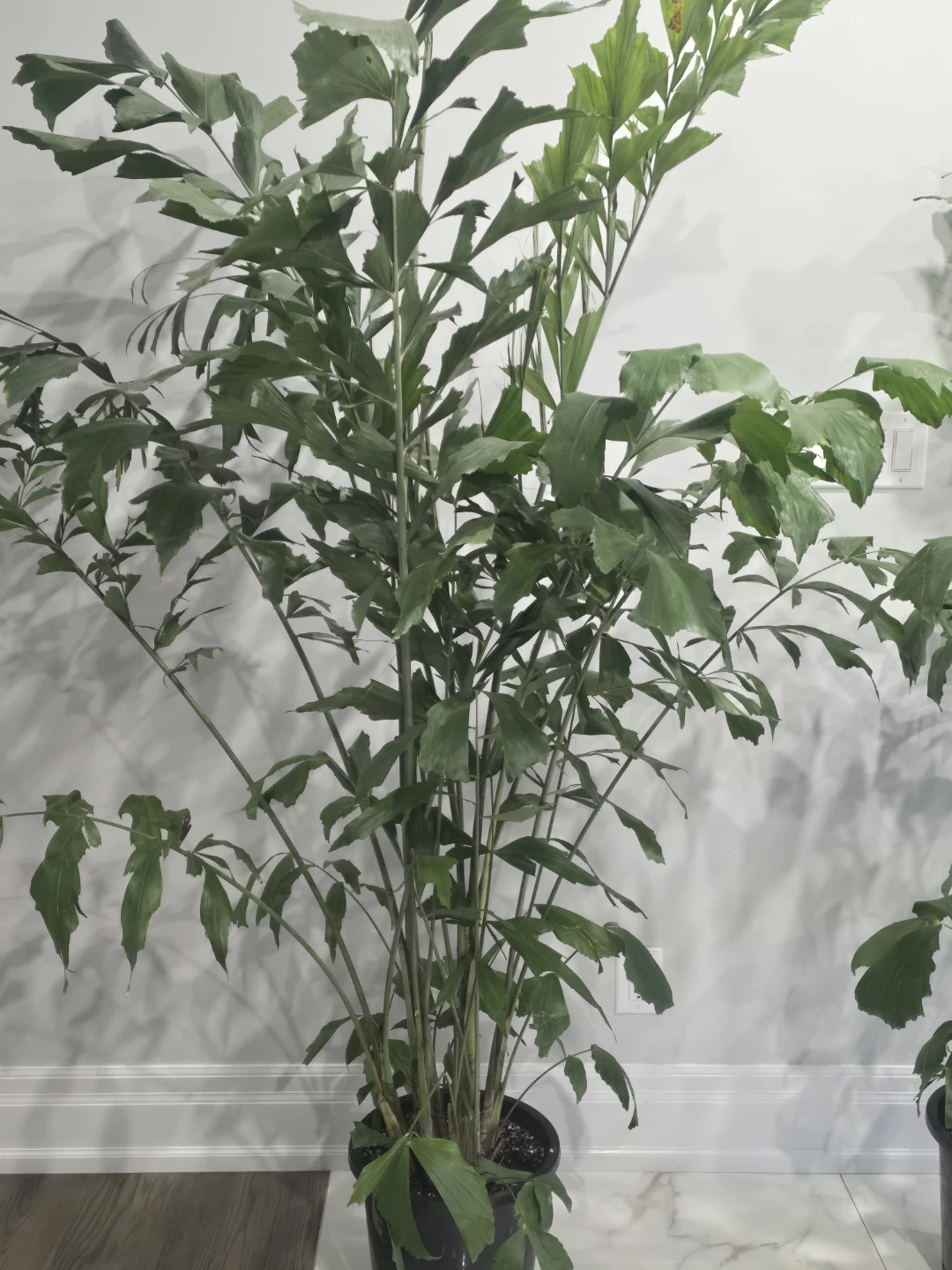 Large Fishtail Palm Plant - photo 2