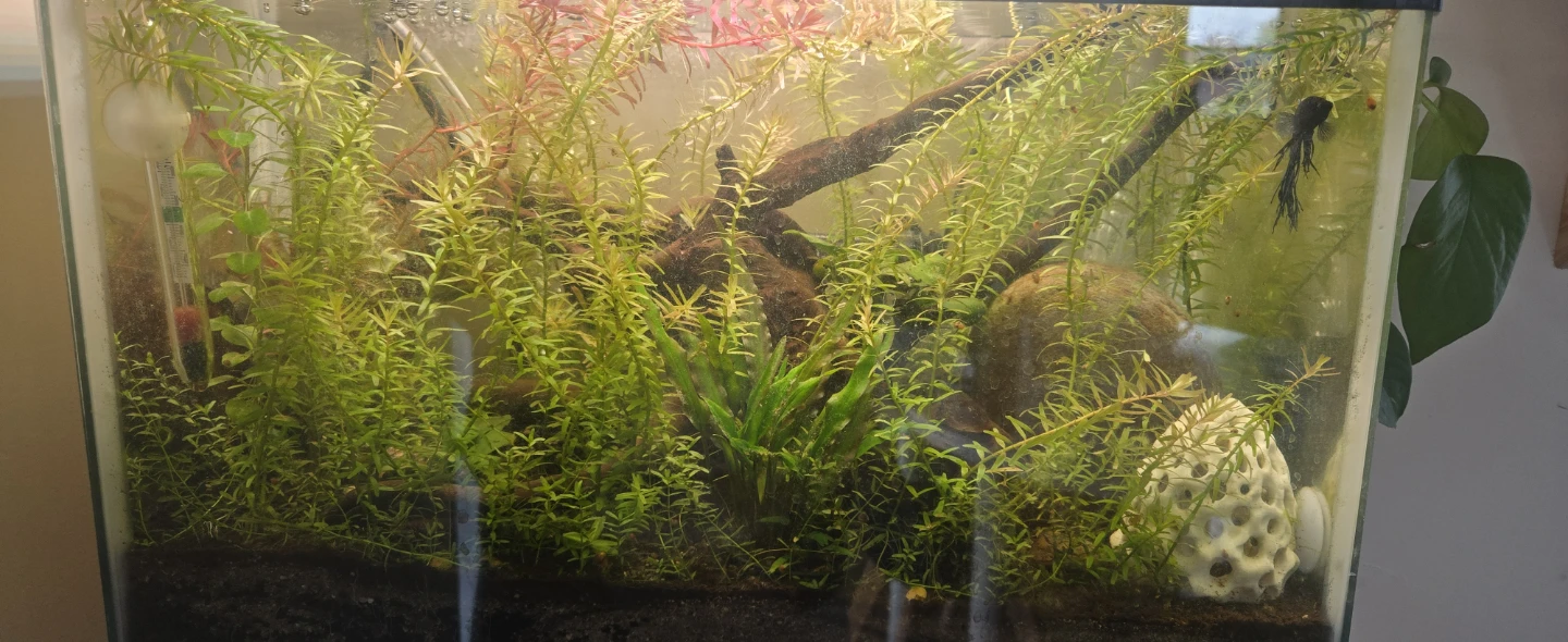 6G Fish tank fully cycled/matured