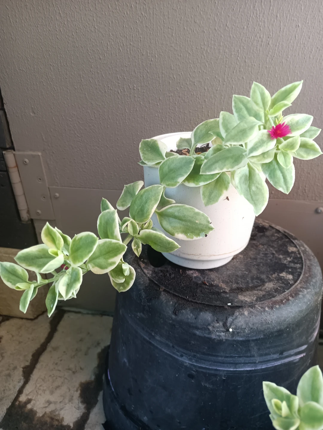Baby sun rose Plant - photo 2