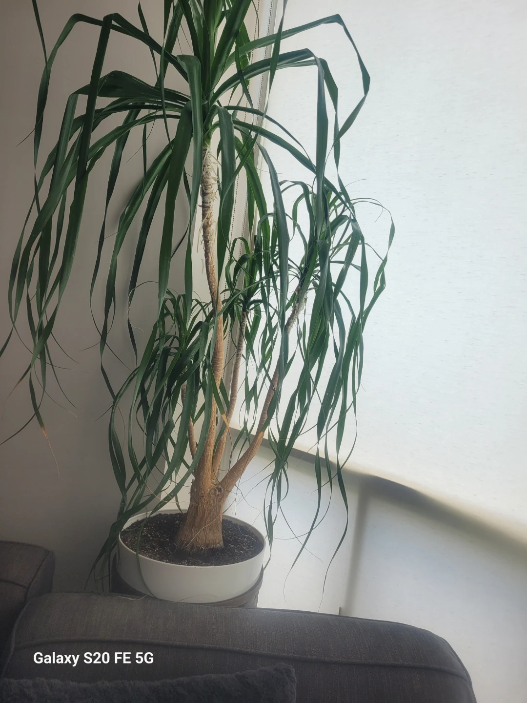 Potted Dragon Tree Plant