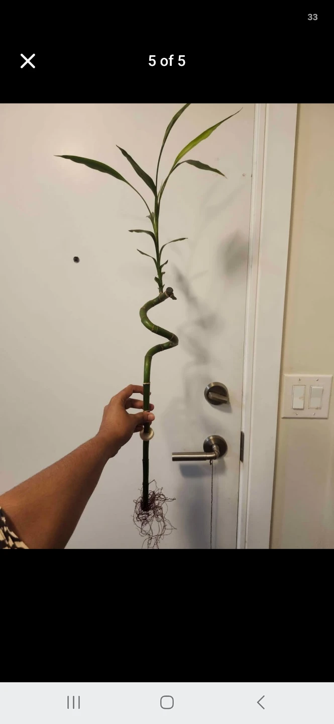 Spiral Lucky Bamboo Plant in Vase - photo 2