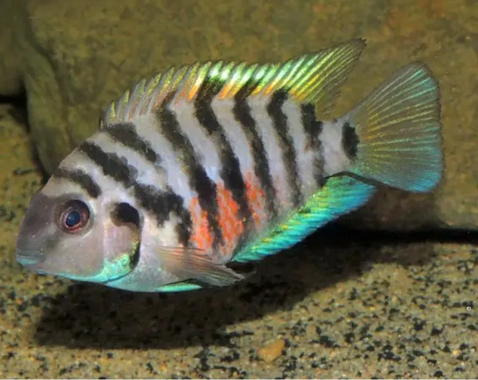 Platinum Pink Convict & Zebra Convict Cichlids - photo 2