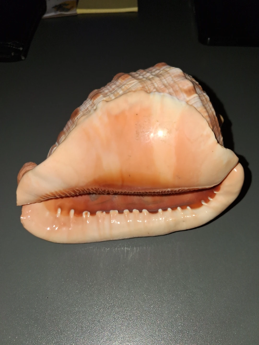 Carved Seashell with Cameo Profile - photo 2